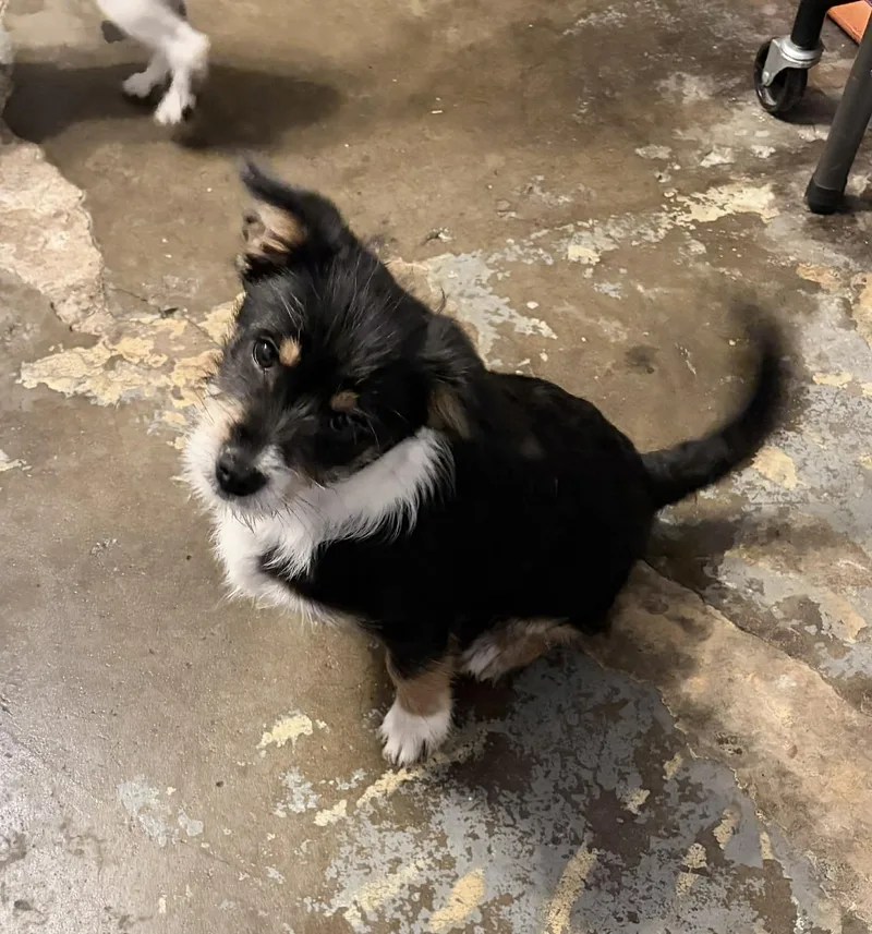 King Henry thumbnail 3