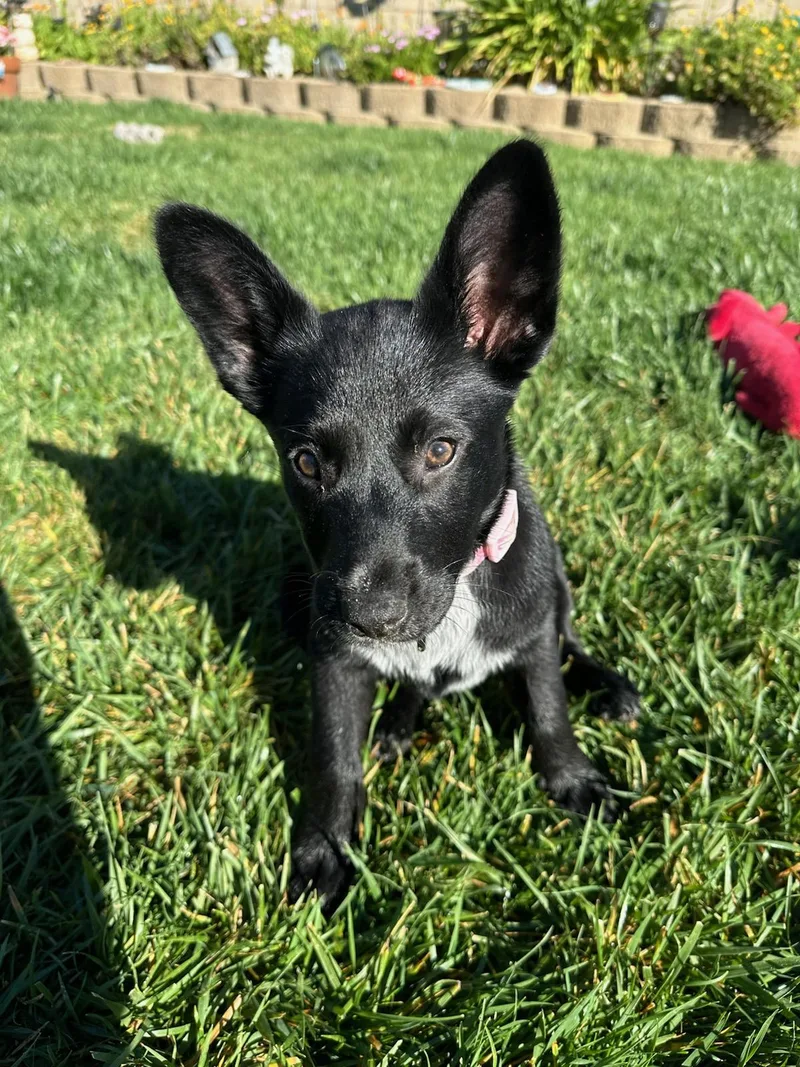 Penelope thumbnail 2