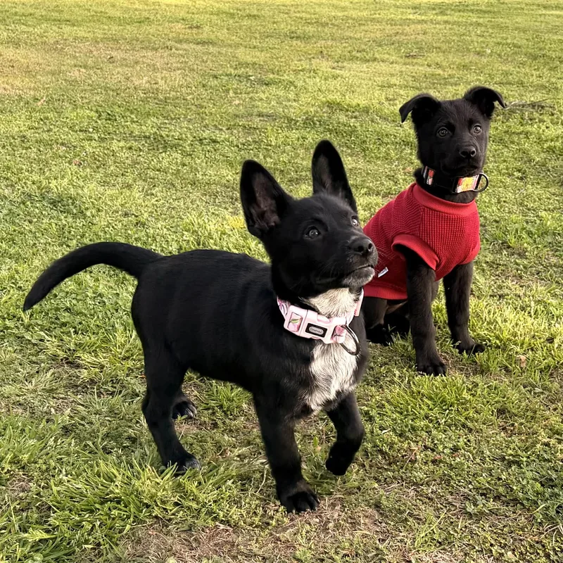 Penelope thumbnail 3