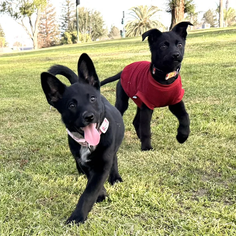 Penelope thumbnail 4