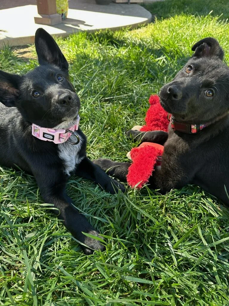 Penelope thumbnail 5