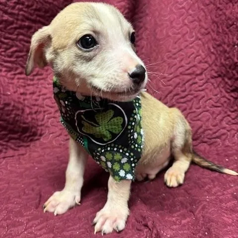 Sullivan thumbnail 2