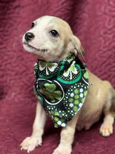 Sullivan thumbnail 3