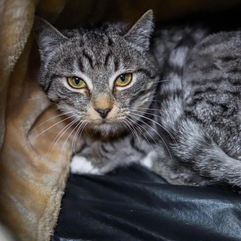 Flying Squirrel thumbnail 3