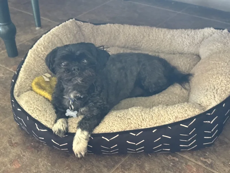 Pepperspecial Needs thumbnail 5