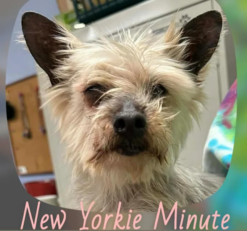 New Yorkie Minute