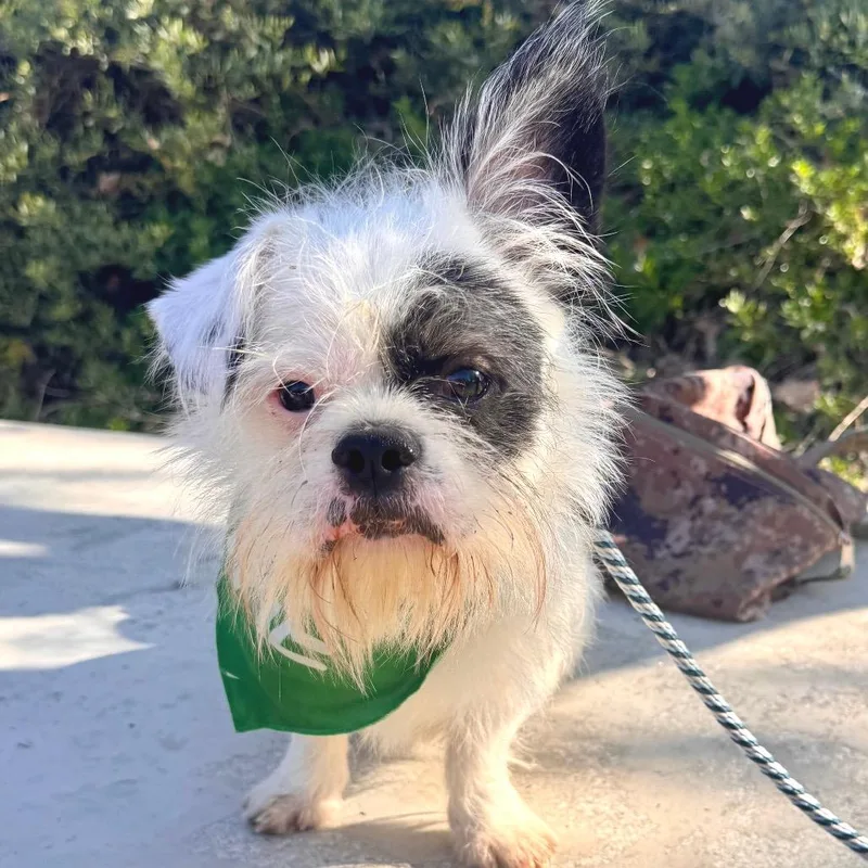 Kingsley  Chino Hills