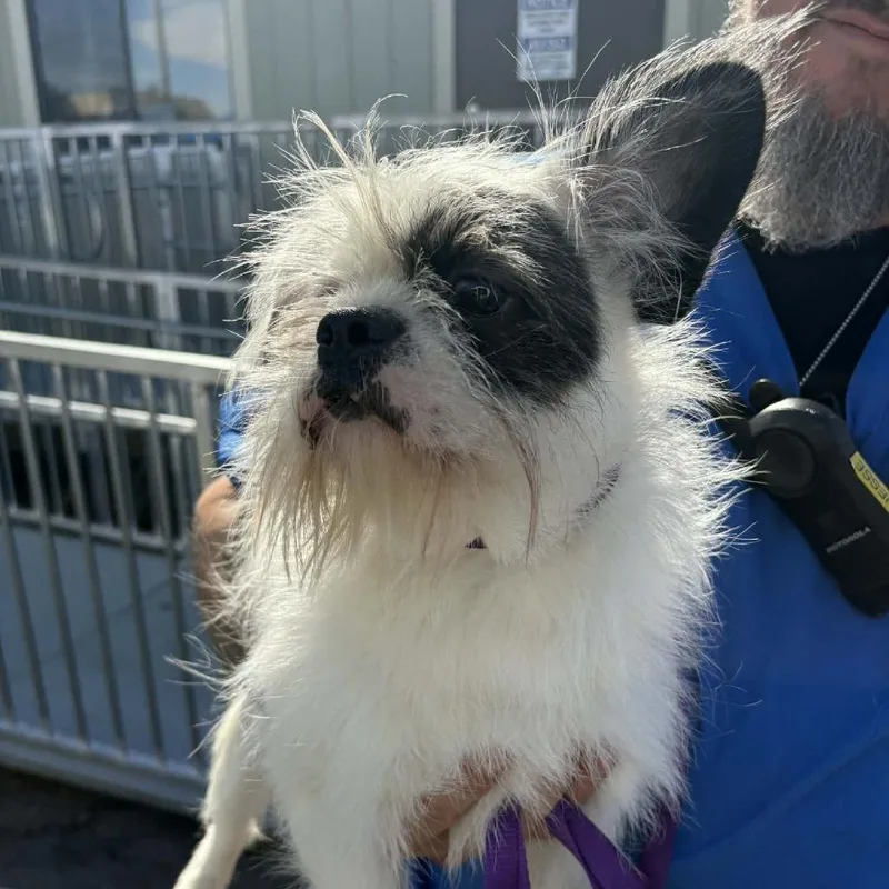 Kingsley  Costa Mesa thumbnail 2