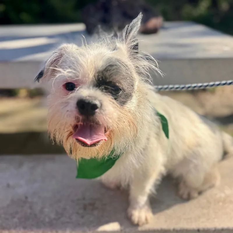 Kingsley  Costa Mesa thumbnail 3