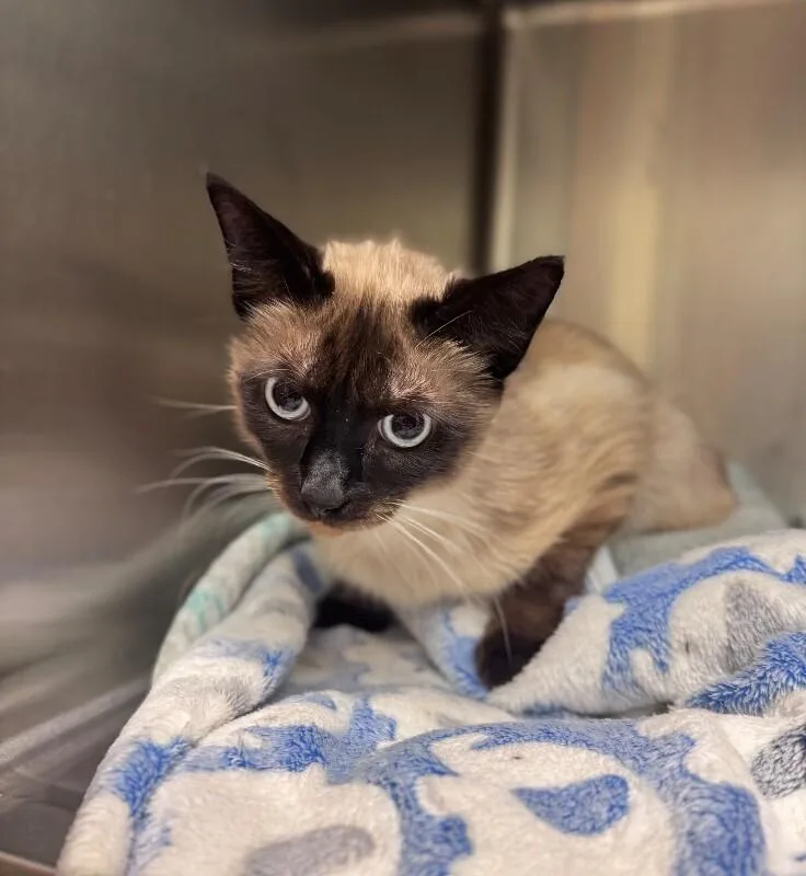 Ginger Ale thumbnail 2