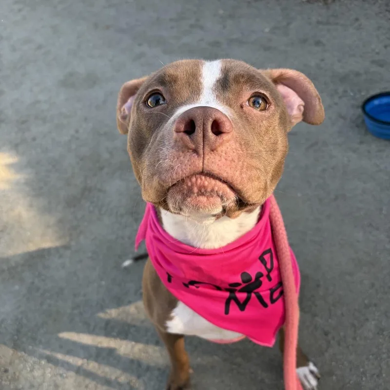 Honeychino Hills thumbnail 2