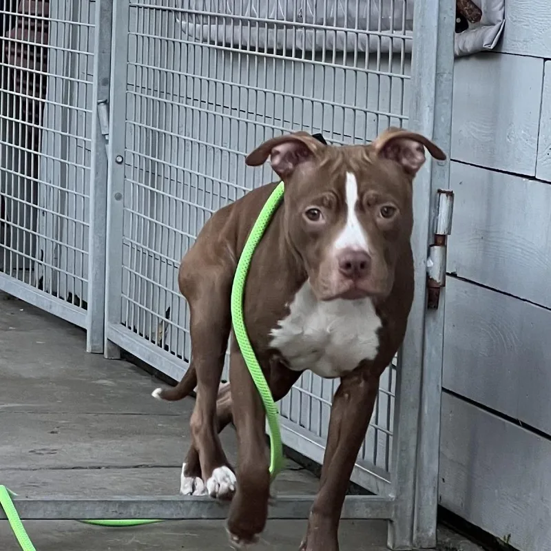 Honeychino Hills thumbnail 4