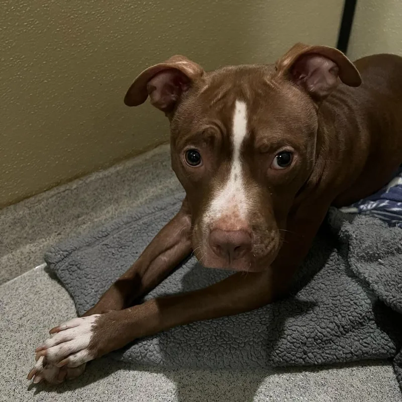 Honeychino Hills thumbnail 5