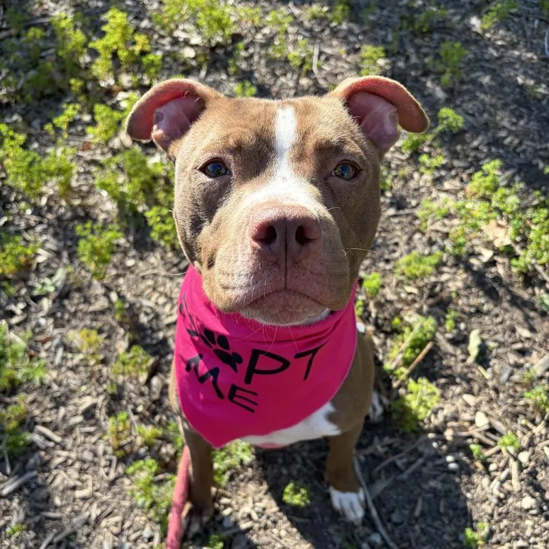 Honeychino Hills thumbnail 6