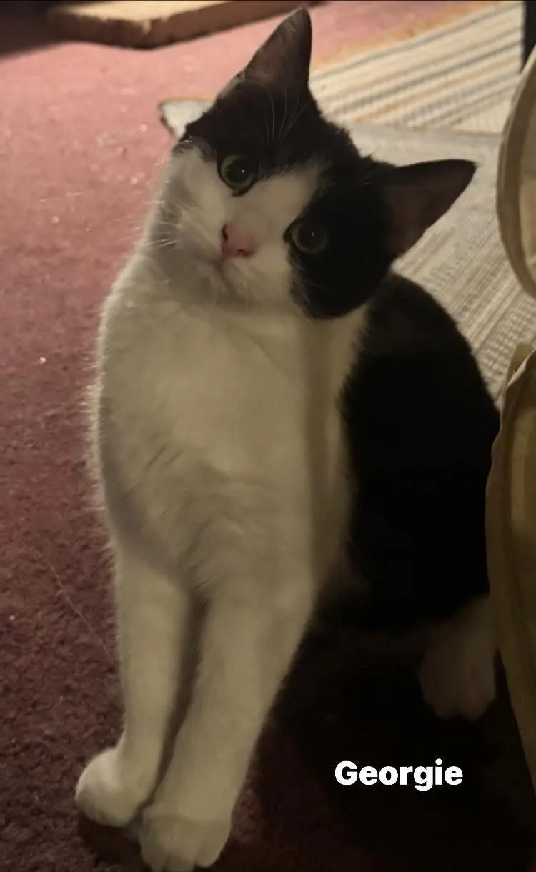 Georgie thumbnail 3