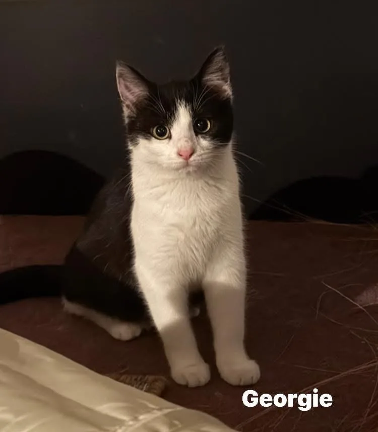 Georgie