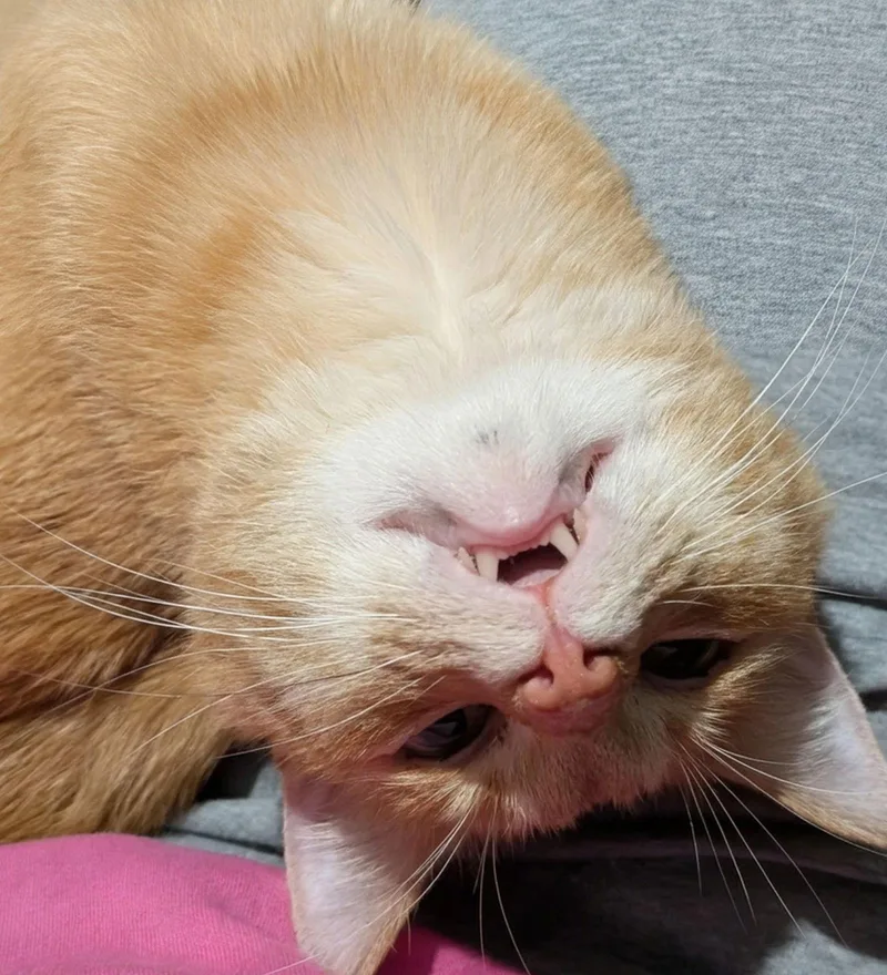 Sugar Bear thumbnail 2