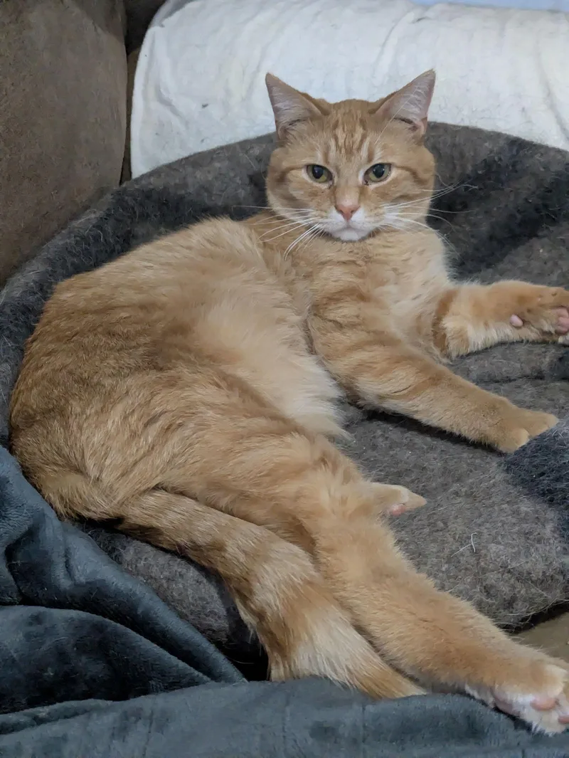 Sugar Bear thumbnail 3