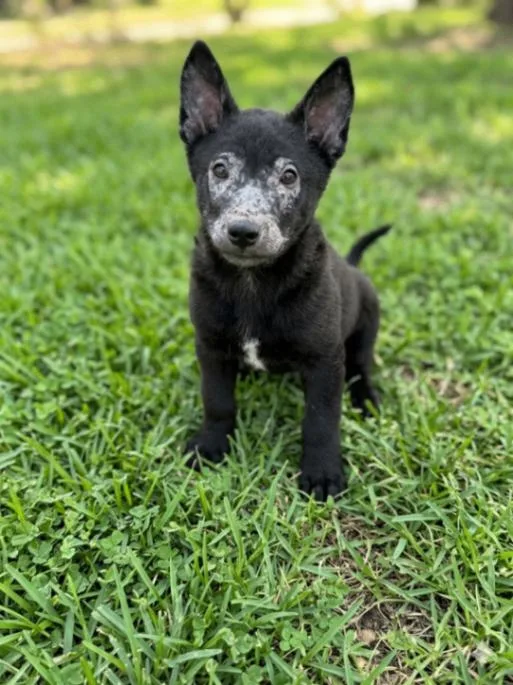 Wolfgang thumbnail 3