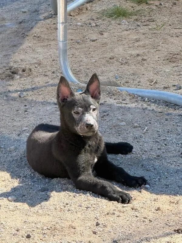 Wolfgang thumbnail 4