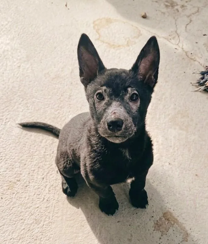 Wolfgang thumbnail 5