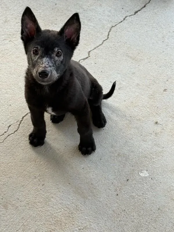 Wolfgang thumbnail 6