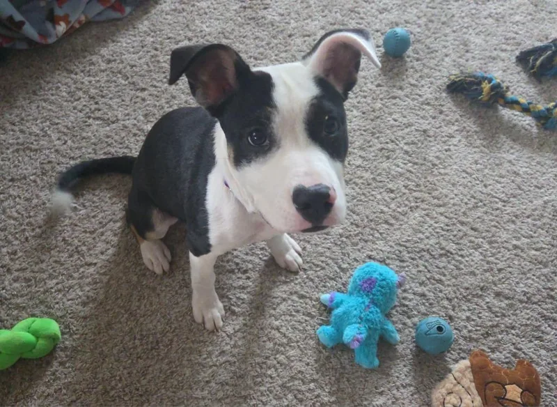 Breyer $ thumbnail 3