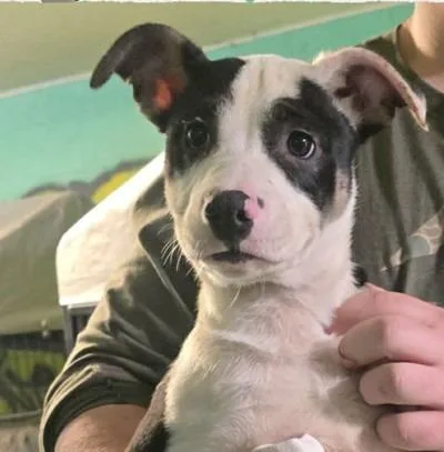 Breyer $ thumbnail 4