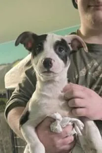 Breyer $ thumbnail 5