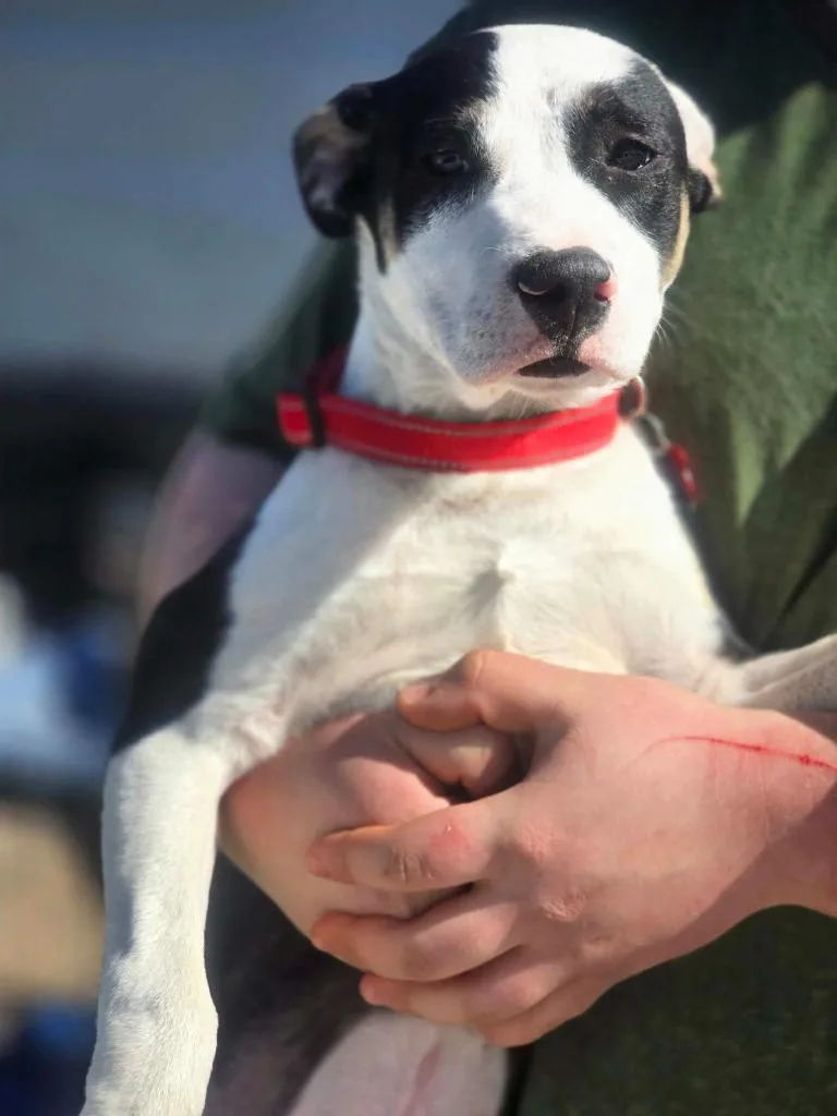 Breyer $ thumbnail 6