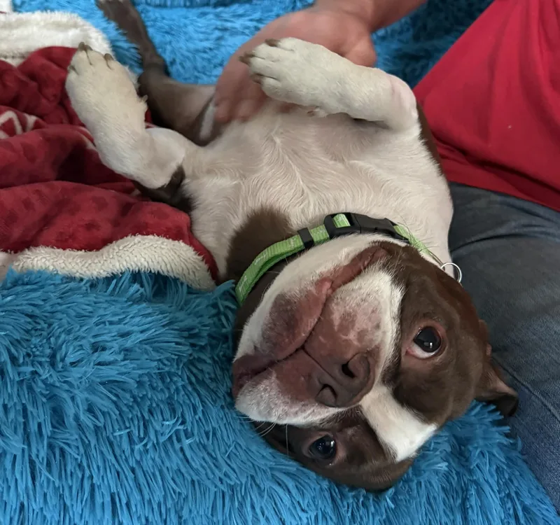 Buddy Daze thumbnail 2