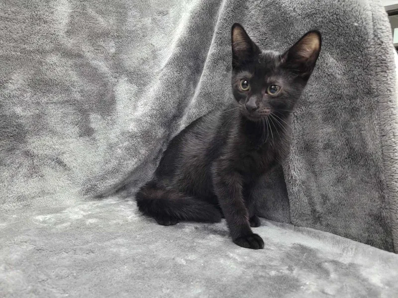 A young medium-sized male Black Domestic Short Hair cat named Baker for adoption in Lincolnwood, IL