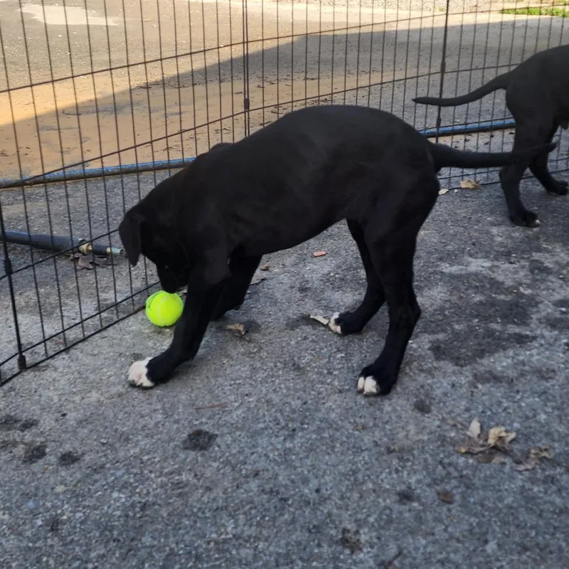 A baby small-sized female Black Mixed Breed dog named Brie for adoption in Evensville, TN