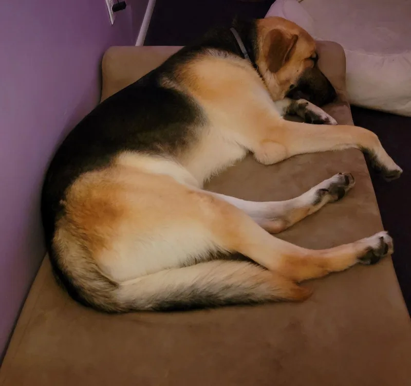 Sir Borkington thumbnail 2