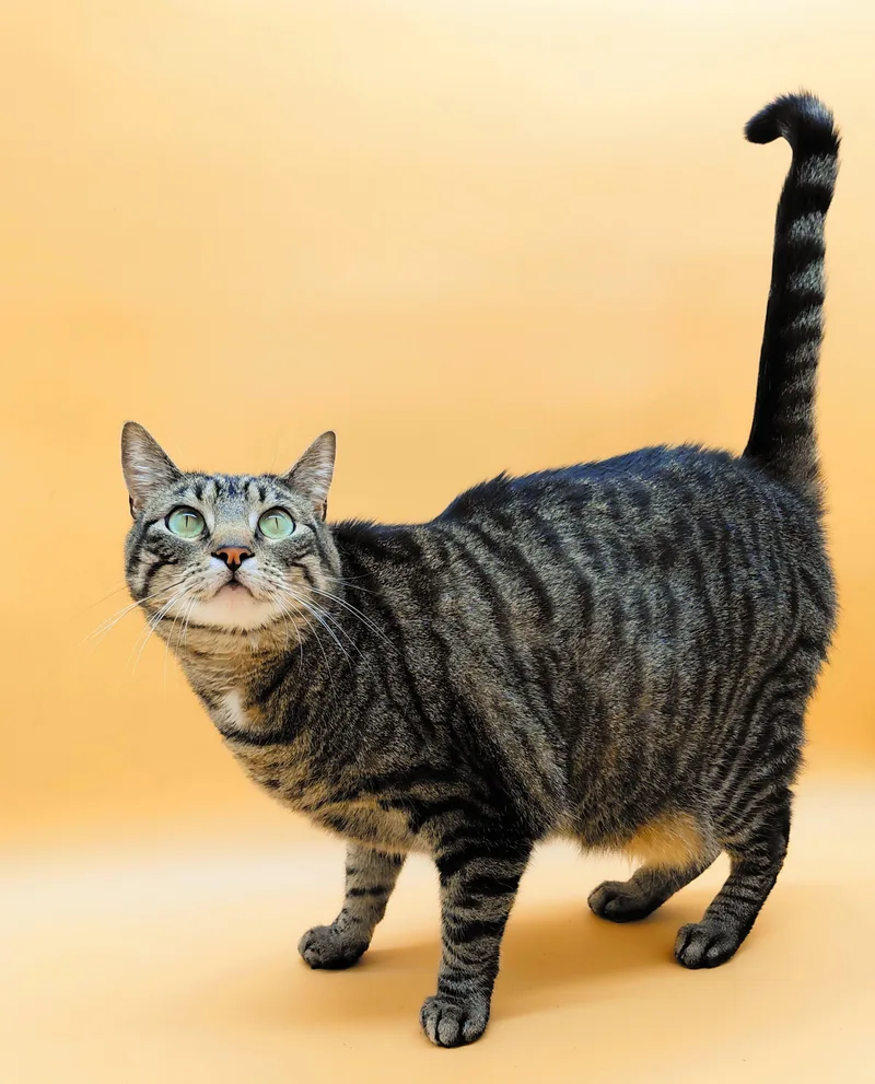 Vita Nova thumbnail 2