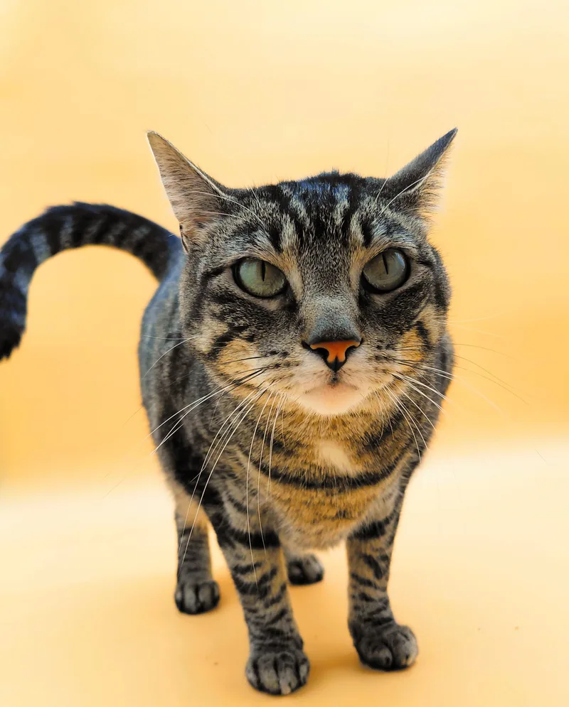 Vita Nova thumbnail 3