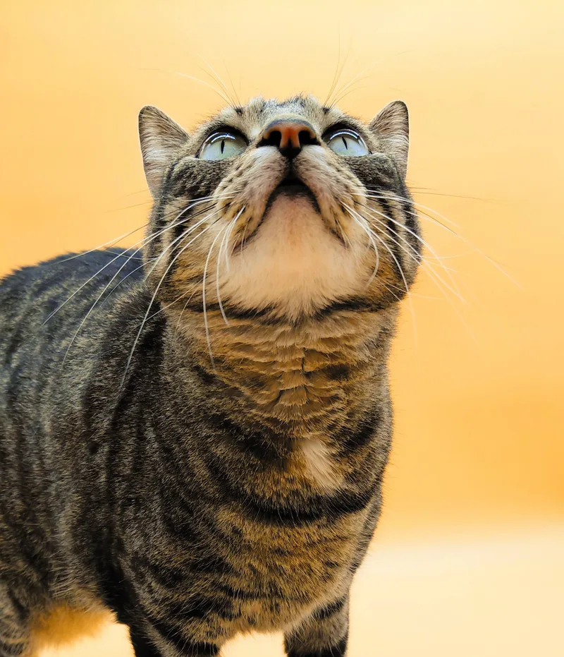 Vita Nova thumbnail 5