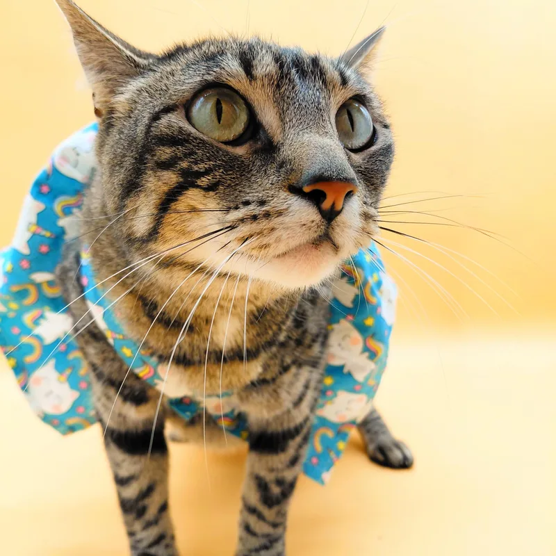 Vita Nova thumbnail 6