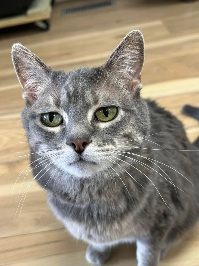 A senior small-sized female Gray / Blue / Silver Domestic Short Hair cat named Itty Bitty for adoption in Momence, IL