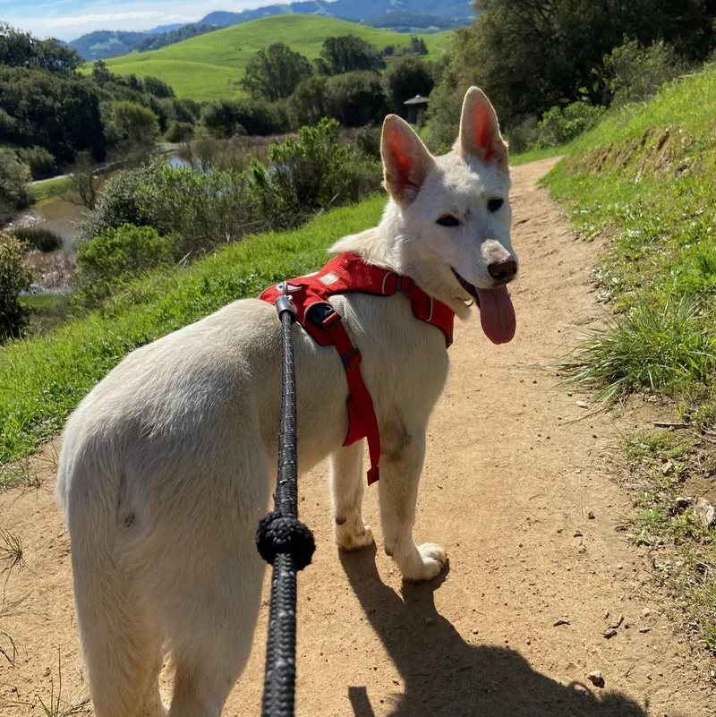 A baby medium-sized female White / Cream German Shepherd Dog dog named Hailey for adoption in Petaluma, CA