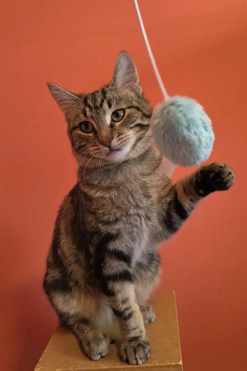 Brazilnut thumbnail 2