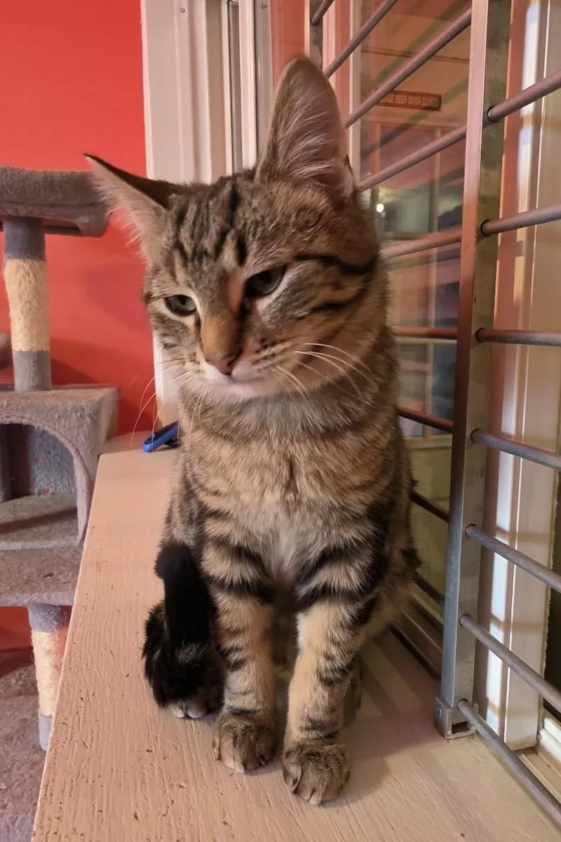 Brazilnut thumbnail 3