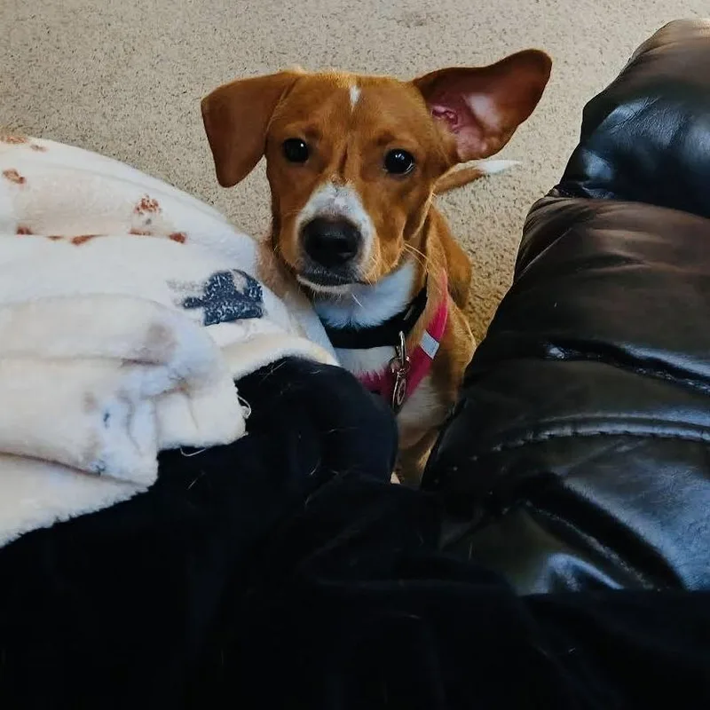 Brooks D thumbnail 2