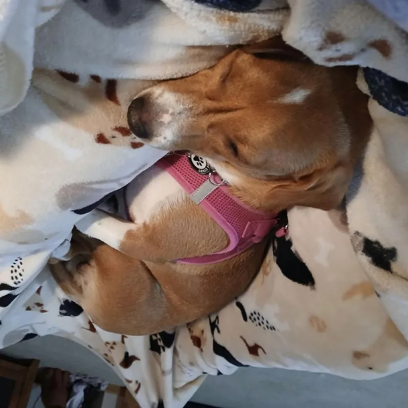 Brooks D thumbnail 3