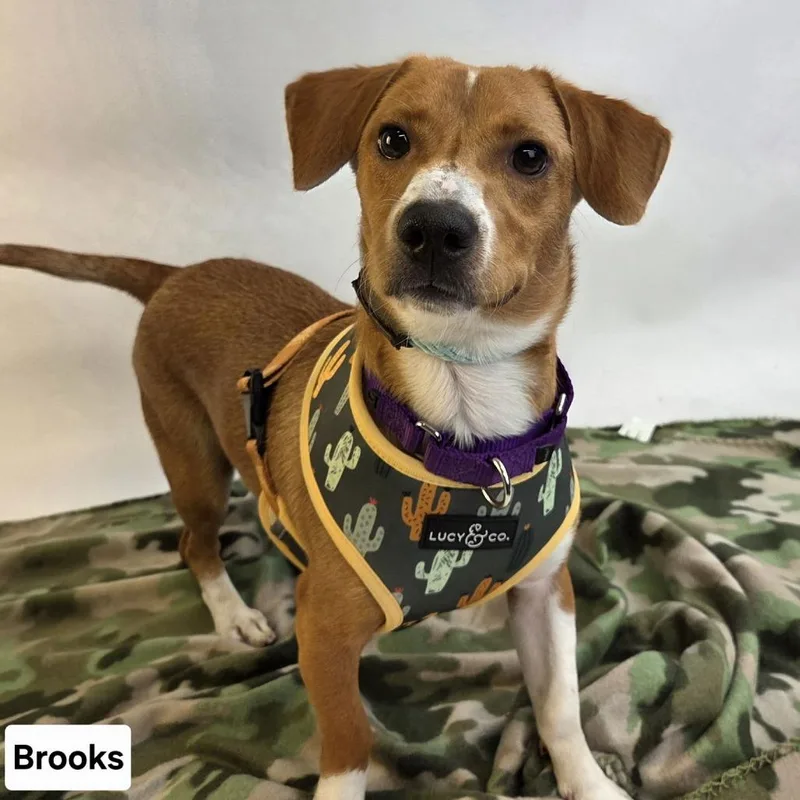 Brooks D thumbnail 4