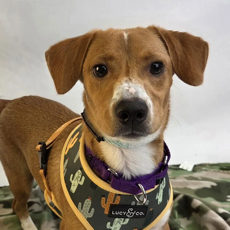 Brooks D thumbnail 6