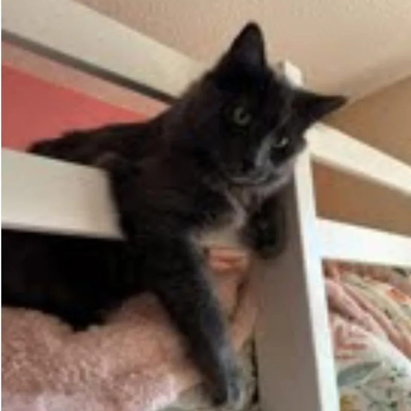 Maverick thumbnail 2