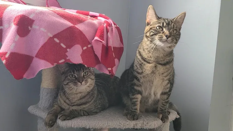 Maggie & Stevie thumbnail 3