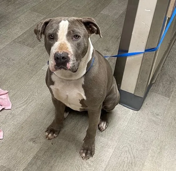 Dulce De Leche thumbnail 2