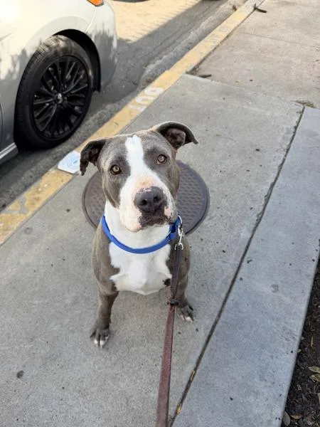 Dulce De Leche thumbnail 3